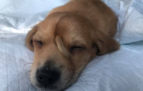 Catelus cu coada crescuta in frunte, salvat de o asociatie