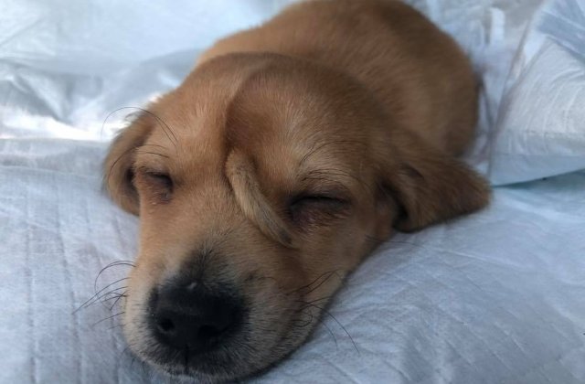 Catelus cu coada crescuta in frunte, vedeta pe internet dupa ce a fost gasit pe o strada din SUA