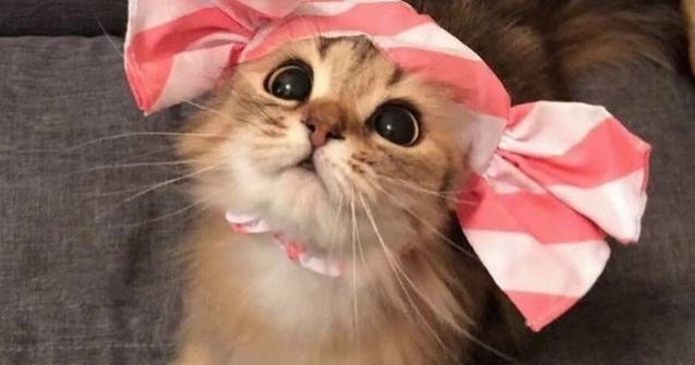  Top  15+ imagini cu pisici care te vor cuceri cu sarmul lor irezistibil