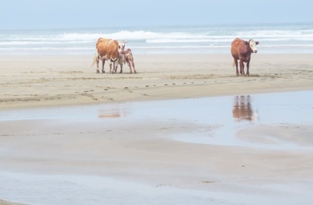 Trei vaci luate de ape in timpul urganului Dorian, gasite in viata dupa doua luni