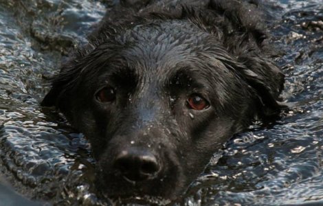 Trei femei s-au inecat in timp ce incercau sa salveze caini dintr-un adapost de animale inundat