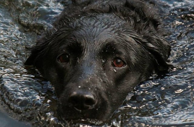 Trei femei s-au inecat in timp ce incercau sa salveze caini dintr-un adapost de animale inundat
