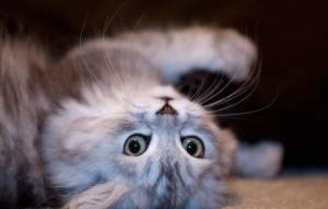 Parlamentarii vor sa reglementeze cate animale de companie ai voie sa detii