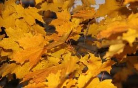 Meteo: Ploile ne evita, iar vremea ramane calda pentru octombrie