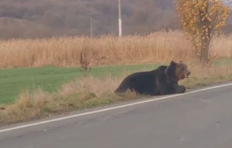 Un urs lovit de o masina la iesirea din Praid, in agonie 18 ore pe marginea drumului/ VIDEO