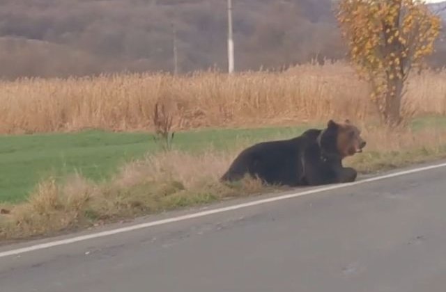 Un urs lovit de o masina la iesirea din Praid, in agonie 18 ore pe marginea drumului/ VIDEO