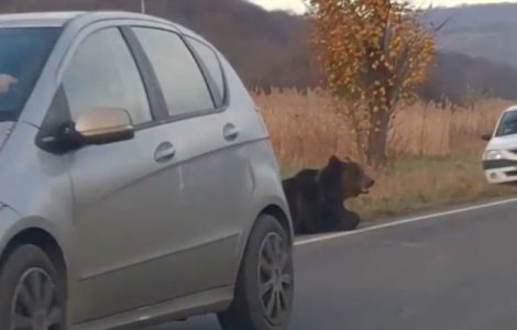 Prefectul de Harghita, demis dupa cazul ursului care a agonizat 18 ore