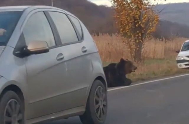 Prefectul de Harghita, demis dupa cazul ursului care a agonizat 18 ore