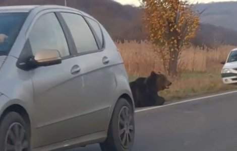 Prefectul de Harghita, demis dupa cazul ursului care a agonizat 18 ore