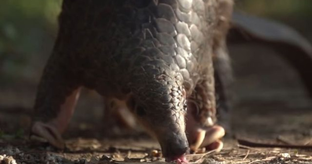 RFI: Transport clandestin de solzi de pangolin, trimis din RD Congo spre Romania, descoperit pe aeroportul din Istanbul