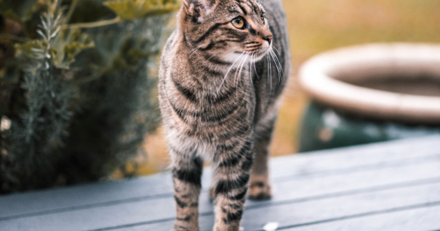 O noua meserie in China: detectiv high-tech pentru pisicile ratacite