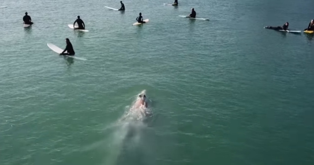 VIDEO VIRAL/ O balena albastra, surprinsa in timp ce inoata sub un grup de surferi