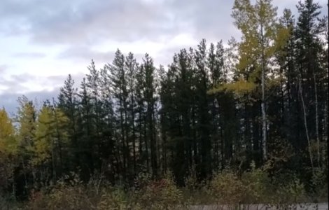 Sunete stranii inregistrate intr-o padure din Canada