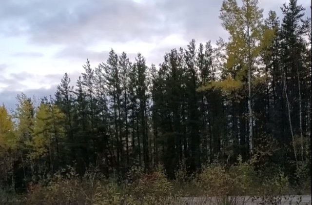 Sunete infricosatoare, inregistrate intr-o padure din Canada. Specialistii nu gasesc o explicatie/ VIDEO