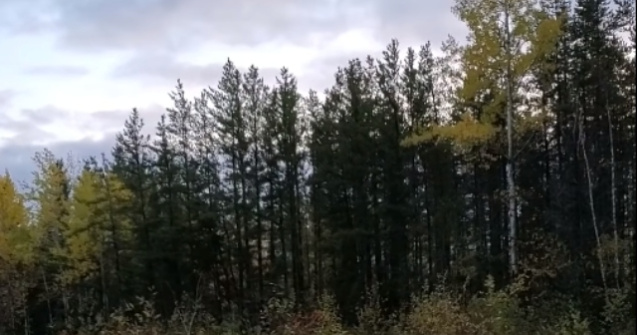 Sunete stranii inregistrate intr-o padure din Canada