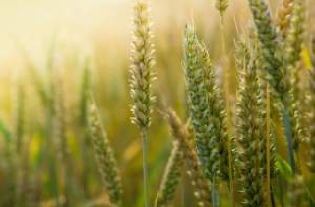 Scaderea productiei de cereale din SUA si Rusia, ameninta Orientul Mijlociu