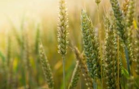 Scaderea productiei de cereale din SUA si Rusia, ameninta Orientul Mijlociu