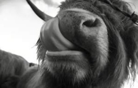 Fermierii din Statele Unite hranesc vacile cu dulciuri