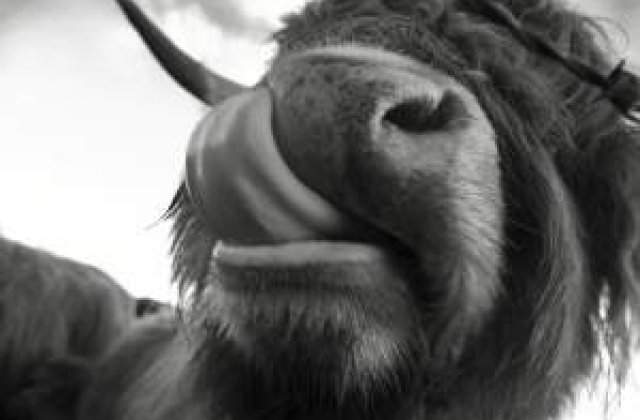 Fermierii din Statele Unite hranesc vacile cu dulciuri