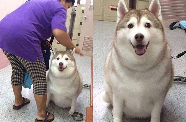 15+ fotografii care "descriu" viata alaturi de un animal de companie