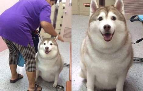  Top  15+ fotografii care "descriu" viata alaturi de un animal de companie