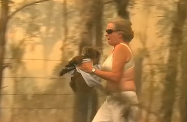 Momentul in care o femeie isi risca viata pentru a salva un urs koala, prins in mijlocul flacarilor/ VIDEO