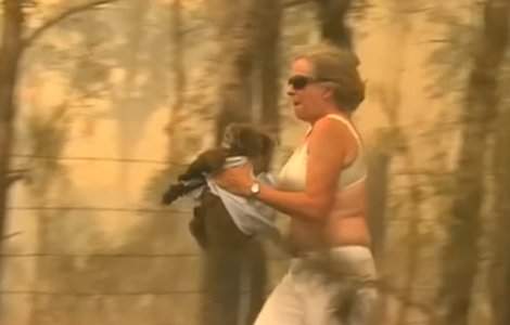 Momentul in care o femeie isi risca viata pentru a salva un urs koala, prins in mijlocul flacarilor/ VIDEO
