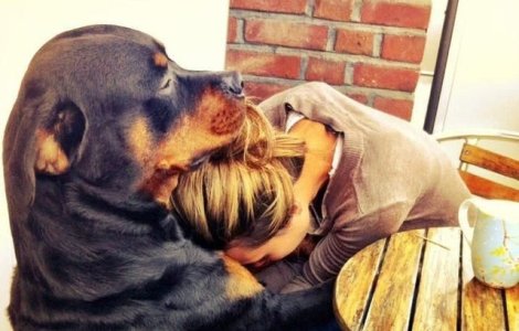  Top  10+ poze in care sunt surprinsi caini aratandu-si afectiunea