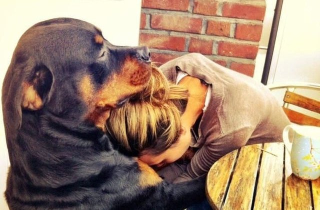 10+ fotografii in care sunt surprinsi caini aratandu-si afectiunea nemarginita fata de stapani