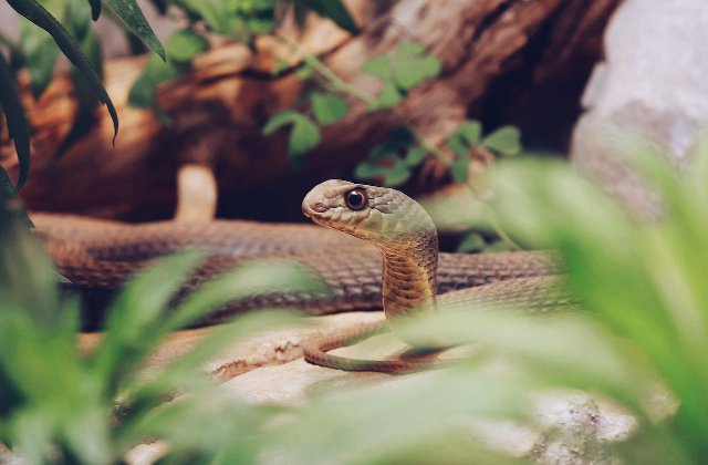 Vindecare, serpi, spirite si magie? 10 lucruri mai putin cunoscute despre voodoo