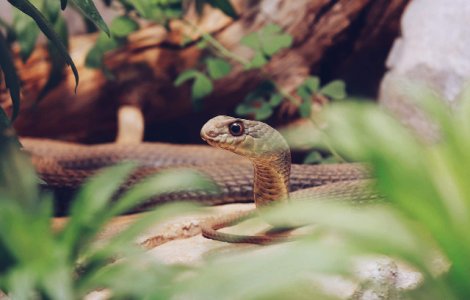  Top  Vindecare, serpi, spirite si magie? 10 lucruri mai putin cunoscute despre voodoo