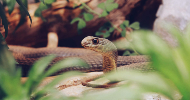  Top  10 lucruri mai putin cunoscute despre voodoo