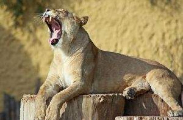 Sapte avantaje ale trezitului dis-de-dimineata