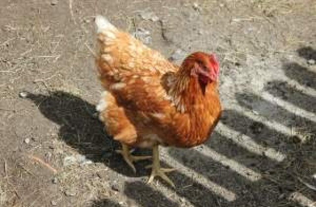 Mai multi bani pentru Ministerul Agriculturii