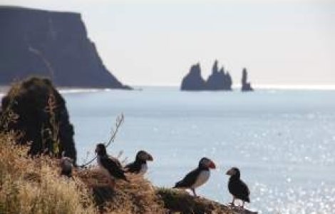 Cristian Sima: Sunt in Islanda, am plecat de frica