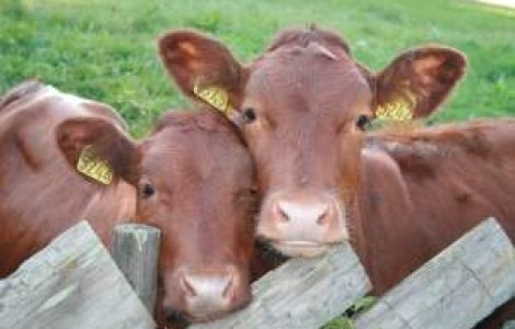  Video  Sange pe carosabil: Un camion plin cu vitei s-a rasturnat pe o sosea in Turda