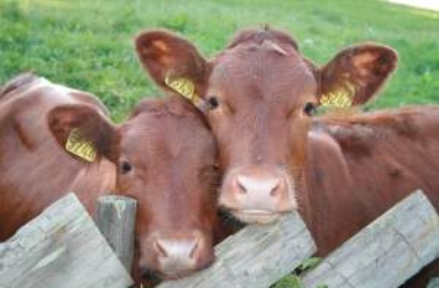 [VIDEO] Sange pe carosabil: Un camion plin cu vitei s-a rasturnat pe o sosea in Turda