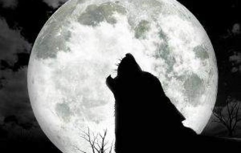  Top  Halloween Top 10: Cele mai bune filme cu varcolaci