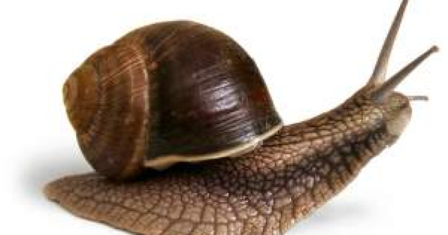 Cel mai nou produs minune in lumea cosmeticelor: Secretia de melc