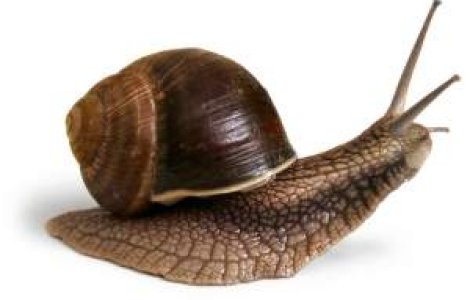 Cel mai nou produs minune in lumea cosmeticelor: Secretia de melc