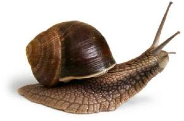 Cel mai nou produs minune in lumea cosmeticelor: Secretia de melc