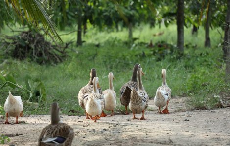 Ratele dintr-o localitate din Franta pot sa macane in continuare, a hotarat un tribunal