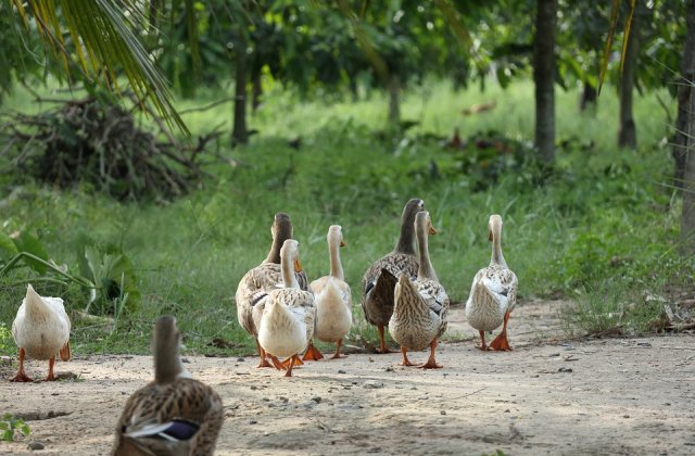Ratele dintr-o localitate din Franta pot sa macane in continuare, a hotarat un tribunal