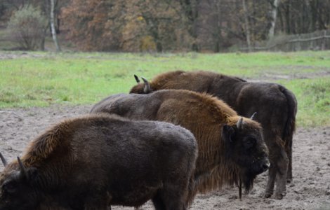 Muntii Fagaras devin acasa pentru zimbri