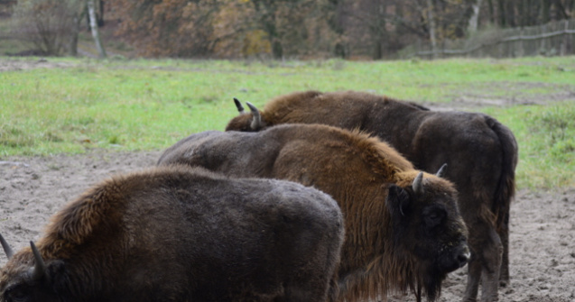 Muntii Fagaras devin acasa pentru zimbri