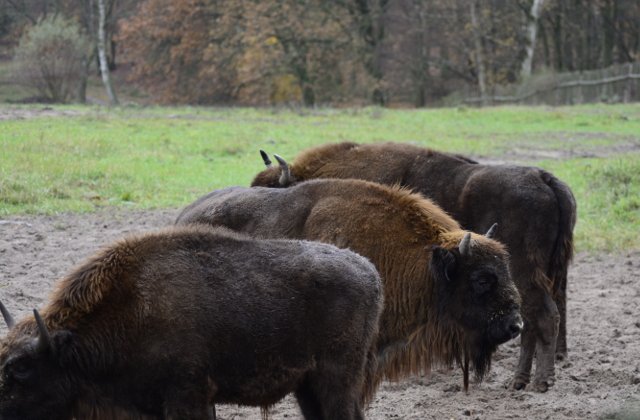 Muntii Fagaras devin acasa pentru zimbri