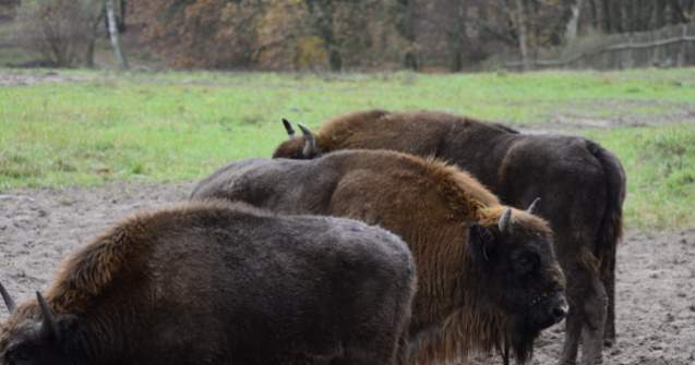 Muntii Fagaras devin acasa pentru zimbri
