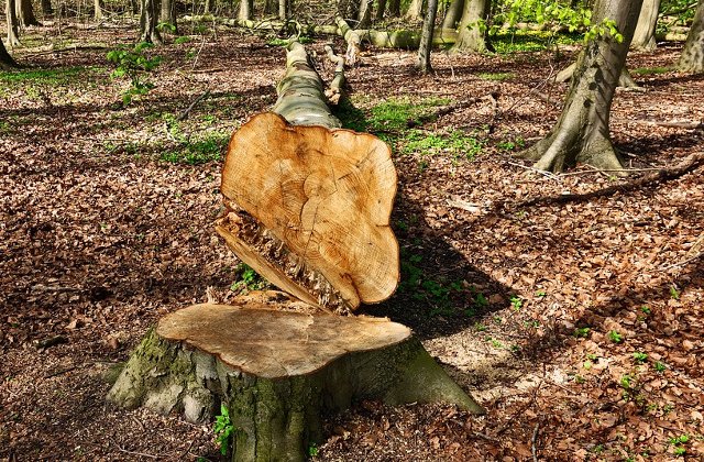 Ministrul Mediului: In Romania se taie intr-un an aproximativ 38,6 milioane de metri cubi de lemn