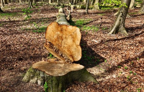 Ministrul Mediului: In Romania se taie intr-un an aproximativ 38,6 milioane de metri cubi de lemn