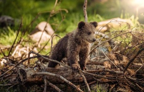 Doi pui de urs au fost loviti mortal de un tren, in zona Lunca de Sus